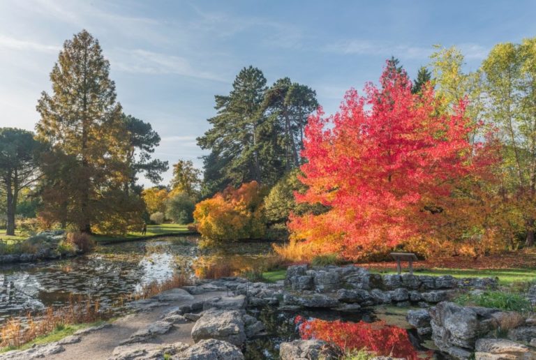 Red maple tree over a pond surrounded by trees and rocks