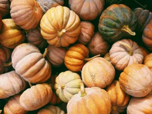 A collection of multi-coloured pumpkins for autumn activities for 2022 heading